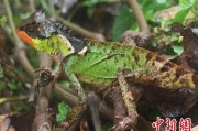 迪庆云南南滚河保护区首次发现红唇棘蜥