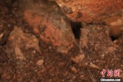 迪庆江西发现蜘蛛新物种 为研究呵叻蛛属适应区域提供依据