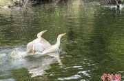 迪庆吉林：罕见白鸬鹚连续两年“故地重游”